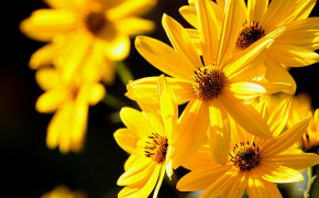 Yellow Flower Background Wallpapers 07427