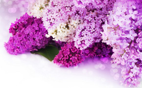 Purple Flower Background Wallpaper 07176
