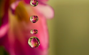 Flower Drops Background Wallpaper 06848