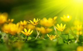 Yellow Flower HD Images 07429