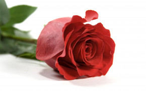 Red Rose HD Pictures 07226