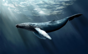 Humpback Whale Swim Wallpaper 06527
