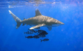 Oceanic Whitetip Shark Wallpaper 06573
