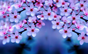 Cherry Blossom HD Photo 06775