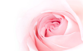 Pink Rose HD Pictures 07156