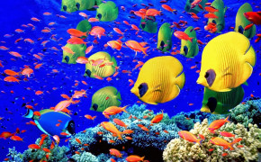 Colorful Fish Moving Wallpaper 06499