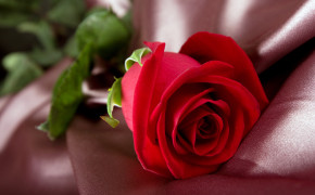 Red Rose HD Photo 07225