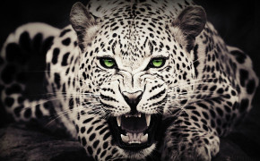 Cool Leopard Background Wallpapers 76138