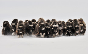 Muskox Background HD Wallpapers 75314
