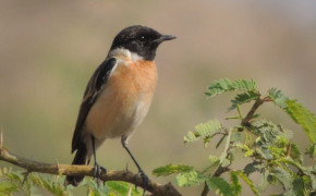 Stonechat Wallpapers Full HD 80117