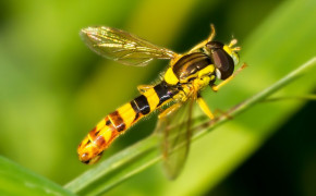 Hoverfly Best Wallpaper 76835