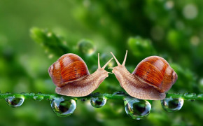 Snail Background HD Wallpapers 79630