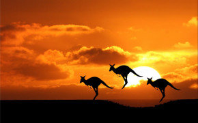 Kangaroo Wallpaper 2560x1600 82208