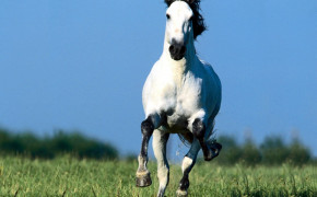 Andalusian Horse Background Wallpapers 76020