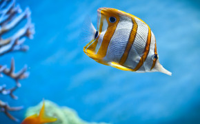 Underwater Fish Aquarium Moving Wallpaper 06590