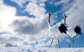 Red Crowned Crane HD Background Wallpaper 78351