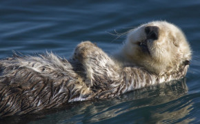 Sea Otter HD Background Wallpaper 79106