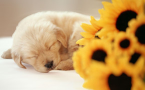 Puppy Background Wallpapers 77899