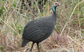Guineafowl Background Wallpapers 76454