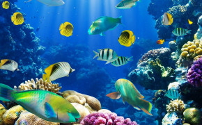 Sea Life Desktop HD Wallpaper 79067
