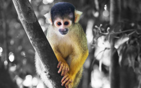Squirrel Monkey Best HD Wallpaper 79927