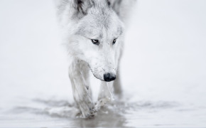 Arctic Wolf Wallpaper 1920x1080 81045