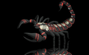 Scorpion Animal Wallpaper 1920x1200 81652