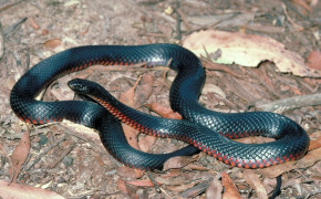 Red Bellied Black Snake Best Wallpaper 78281
