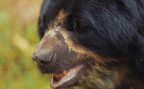 Spectacled Bear Background HD Wallpapers 79766