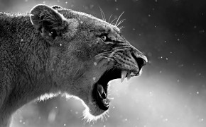 Roaring Lion Wallpaper 3840x2160 82321