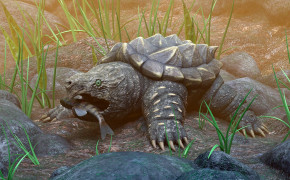Alligator Snapping Turtle Wallpapers Full HD 73558