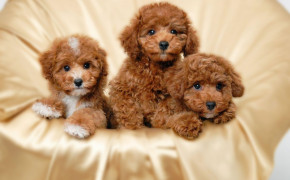 Poodle Background Wallpapers 75592