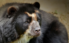 Spectacled Bear HD Background Wallpaper 79774