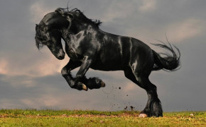 Friesian Horse Background HD Wallpapers 76225