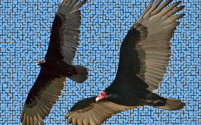 Vulture HD Background Wallpaper 75866