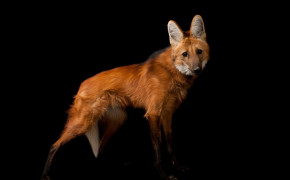 Maned Wolf Background Wallpapers 74904