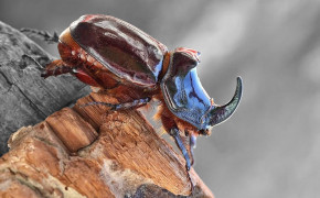Atlas Beetle HD Wallpaper 74061