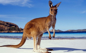 Kangaroo Background HD Wallpapers 77214