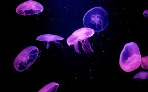 Jellyfish Best Wallpaper 77169