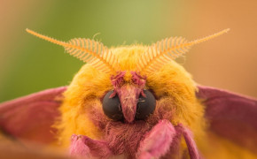 Rosy Maple Moth Widescreen Wallpapers 78718