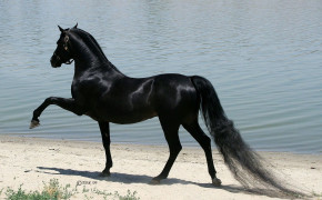 Arabian Horse Desktop HD Wallpaper 76059