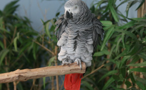 African Grey Parrot HD Desktop Wallpaper 73394