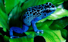 Poison Dart Frog Background HD Wallpapers 75533
