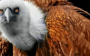 Griffon Vulture HD Desktop Wallpaper 76368