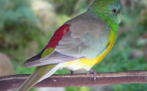 Red Rumped Parrot HD Background Wallpaper 78387
