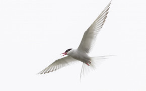 Arctic Tern Desktop HD Wallpaper 73950