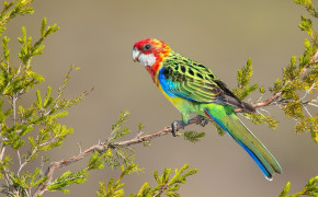 Rosella Background HD Wallpapers 78685