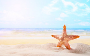 Starfish HD Desktop Wallpaper 79993