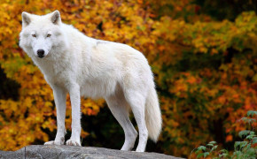 Arctic Wolf Background Wallpapers 73966