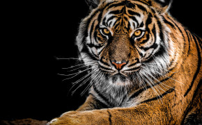 Tiger Wallpaper HD 80605
